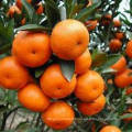 Natural High-Quality Fresh And Juicy Small Orange Baby Mandarin